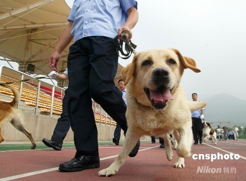 两百警犬北京上岗负责安检 一分钟锁定问题车辆