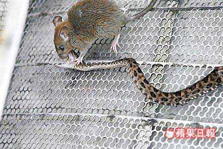 由于蛇笼不够,遂将它关在一只捕鼠笼,顺便以鼠喂蛇,原本以为老鼠会