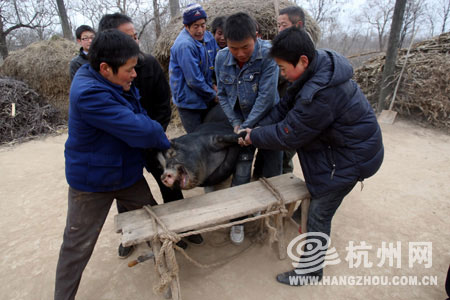 四,等把猪抬到案板旁时,很多人其实已经消耗了一半以上的力气了.