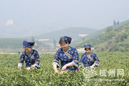 以茶会友 第二届茶博会在茶园中开幕